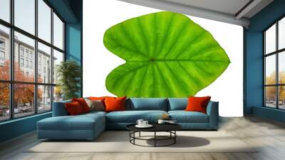 colocasia esculenta green leaf Wall mural