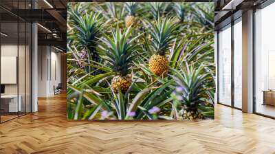 Fresh pineapples in the organic plantation farm Wall mural