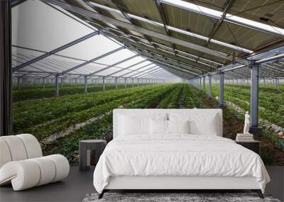 vegetable greenhouse planted under solar photovoltaic panels Wall mural