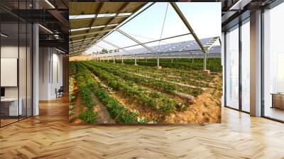 vegetable greenhouse planted under solar photovoltaic panels Wall mural