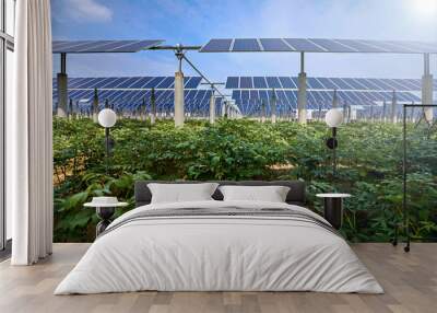 vegetables grown under solar photovoltaic panels Wall mural