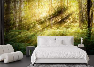 Ferns illuminated by sunbeams at sunset in the forest. Las Lagunetas Forest Tenerife, Canary Islands, Spain Wall mural