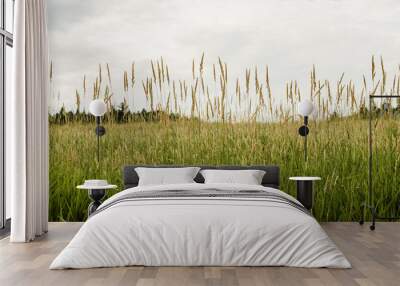 grass and sky Wall mural