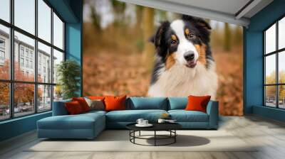 Tri Colour Australian Shepherd Puppy Portrait in Woodland Wall mural