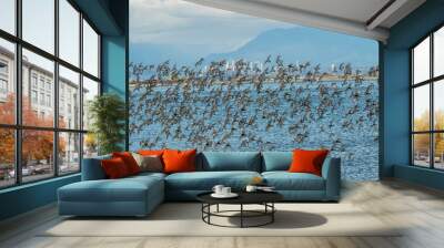 Fling of sandpipers looking at Vancouver B.C. Wall mural