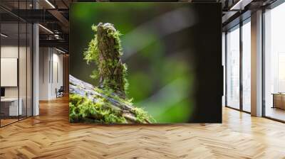 Mossy Log 2 Wall mural