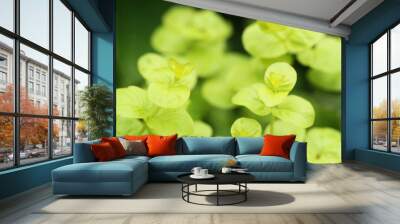 close up of fresh green leaves Wall mural