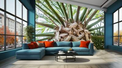 Low angle closeup shot of the top of an exotic tropical palm tree Wall mural