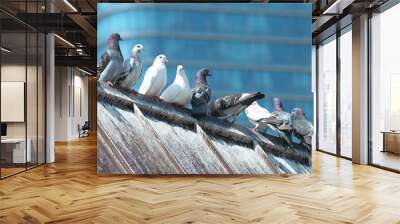 pigeons on the roof Wall mural