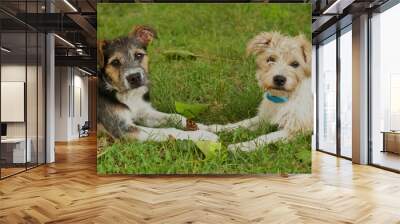 Portrait of 2 small dogs laying in the grass together facing each other looking at the camera black tan brown cute paws fur friends buddies love sweet Wall mural