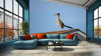 roadrunner Wall mural