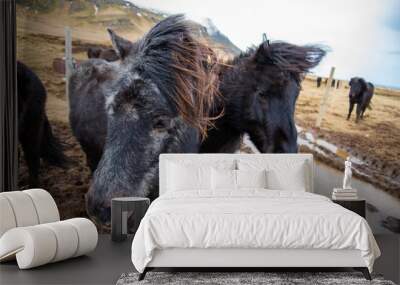 Two dark black Icelandic ponies stand close together in the windy cold winter weather with hair blowing in the wind majestic Wall mural