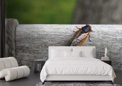 two brood X cicadas mating Wall mural