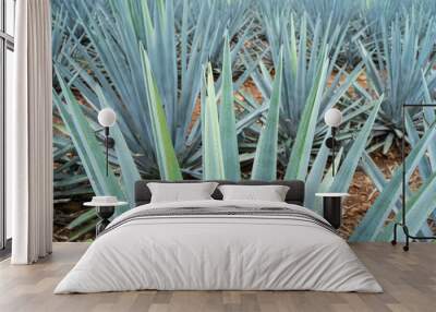 En el campo de Tequila Jalisco hay muchas plantas de agave. Wall mural