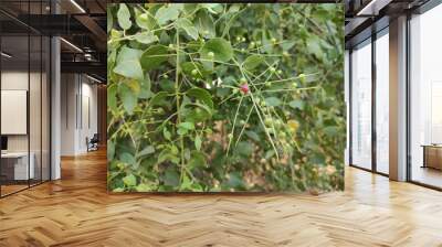 Closeup shot of green leaves and plants outside on a sunny day Wall mural