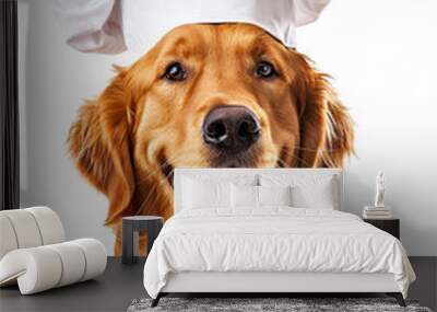 Cute dog Golden retriever Chef with costume ready to cooking for dinner isolated on white background PNG Wall mural