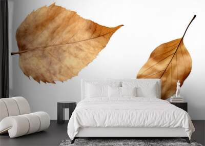 photography of two dried leaf isolated on a transparent background Wall mural