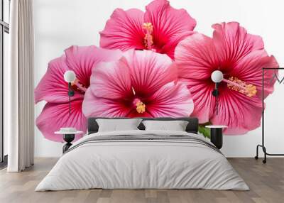 Top side closeup macro view of A collection of two, or three Hibiscus flowers isolated on a white background PNG Wall mural