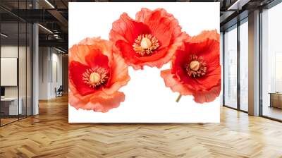 Top side closeup macro view of A collection of two, three Poppy flowers isolated on white background PNG Wall mural