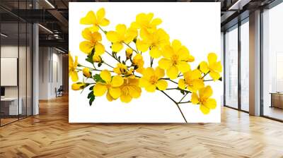 Top side closeup macro view of yellow flowers with leaves, on a white isolated background PNG Wall mural