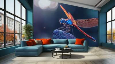  A blue-orange dragonfly perches on a blue rock, contrasting the blurry background Wall mural