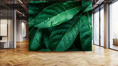  A close-up of a green plant with water droplets on its leaves Wall mural