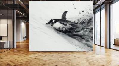  A monochrome image of a duck flinging water with its webbed feet against a backdrop of snowy ground Wall mural