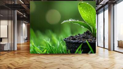  A tight shot of a miniature green plant in a container, adorned with water beads on its foliage Wall mural