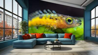  A tight shot of a small yellow-and-black fish near a green leafy plant Water beads form in its bulbous eyes Wall mural