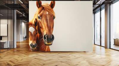   Two brown horses stand adjacent in a verdant green field, before a pristine white wall Wall mural