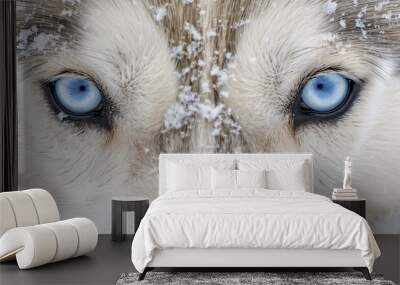 bright blue eyes amidst swirling snowflakes on its fur Wall mural