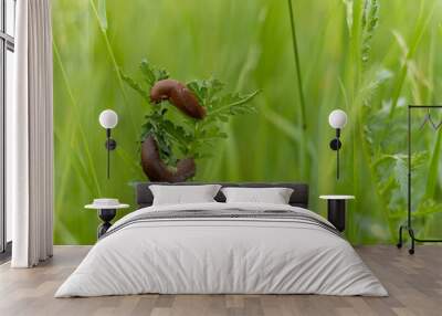 two snails sitting on the top of a plant Wall mural