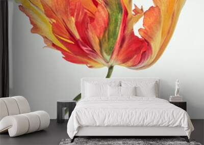 Parrot Tulip on white background Wall mural