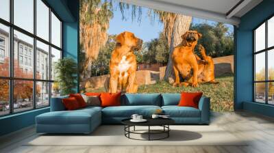 Boerboels on Lawn Wall mural