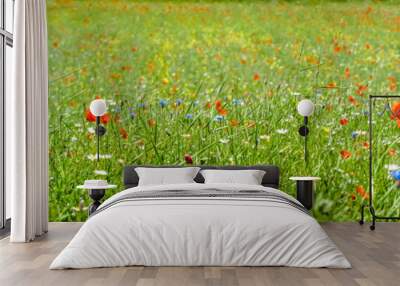 Colorful blooming wild flowers on the idyllic meadow at spring time in the sunshine Wall mural