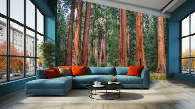 Giant sequoia trees in Sequoia National Park, California, USA Wall mural