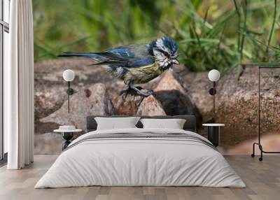 Side view of cute wet blue tit bird seen sitting on a stone looking at the water in a natural looking birdbath Wall mural