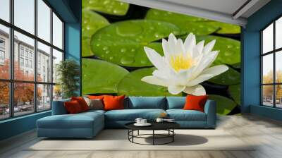 White water lily flower and green leaves in a pond after rain seen obliquely from above Wall mural