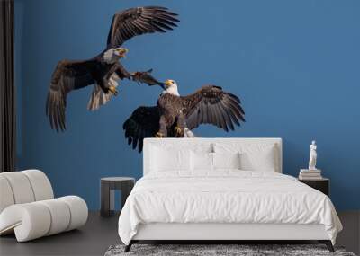 Two bald eagles fighting for a fish in the mid air, Conowingo, MD, USA Wall mural