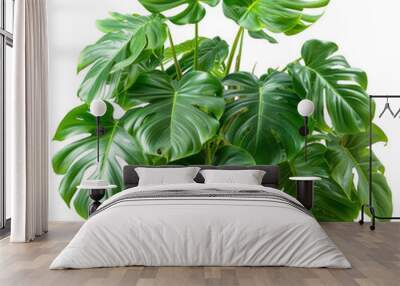 Lush Green Monstera Plant with Large Foliage in Detail and Rich Tropical Leaves Wall mural