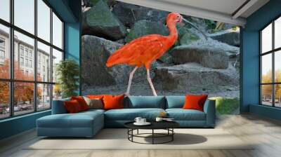 Closeup shot of a scarlet ibis (Eudocimus ruber) bird Wall mural