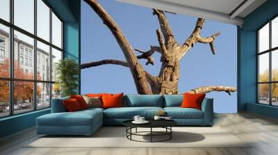 arbre mort 2 Wall mural