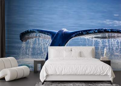 Humpback Whale (Megaptera novaeangliae) tail, Juneau, Alaska Wall mural