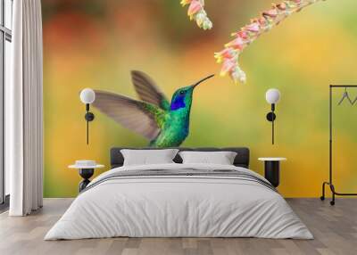  Green violetear hovering next to red and yellow flower, bird in flight, mountain tropical forest, Costa Rica, natural habitat, beautiful hummingbird sucking nectar, colouful background Wall mural