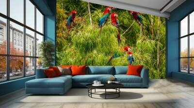 flock of red parrots sitting on branches. macaw flying, green vegetation in background. red and gree Wall mural