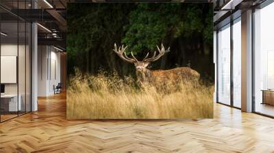 Majestic powerful adult red deer stag outside autumn forest in Dyrehaven, Denmark. Mating season, deer in natural forest habitat, big beautiful animal, Wildlife scene form nature. Wall mural