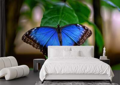 Metallic Blue Morpho butterfly on a leaf Wall mural