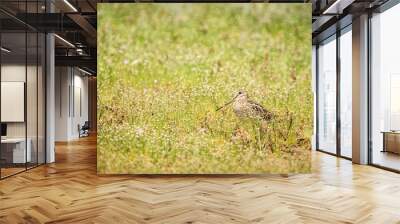 Pin-tailed snipe or pintail snipe, Gallinago stenura, Sri Lanka, Asia. Bird resting on lake shore in grass, exotic bird photography in Asia Wall mural