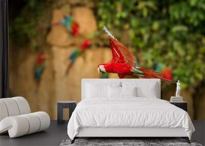 Two red parrots in flight. Macaw flying, green vegetation in background. Red and green Macaw in tropical forest, Brazil, Wildlife scene from tropical nature. Pair of beautiful birds in the forest. Wall mural