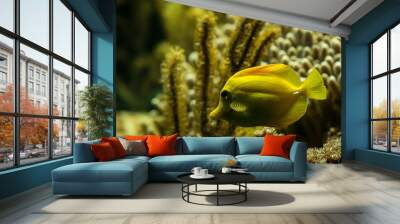 yellow tang (Zebrasoma flavescens), coral reef fish, Salt water marine fish, beautiful yellow fish with tropical corals in background, aquarium, wallpaper Wall mural